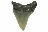 Serrated, Juvenile Megalodon Tooth - North Carolina #338533-1